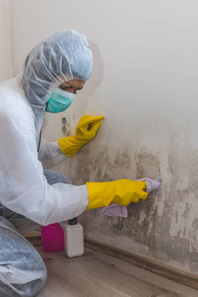 Mold Odor Removal Services in Ransom Canyon, TX